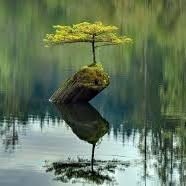 Meditamondo Associazione Culturale