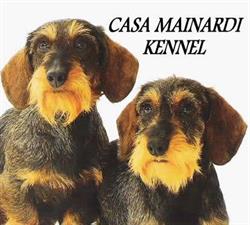 Bassotti di Casa Mainardi