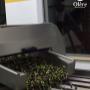 olive olere in frantoio - spremitura a freddo