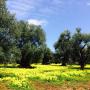 olivone tronco nodoso masseria agricola olère