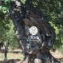 olivone tronco nodoso masseria agricola olère