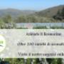 Riepilogo azienda agricola il rosmarino