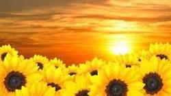 Casa Famiglia Il Girasole