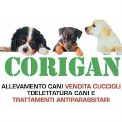 Allevamento  e Toelettatura Corigan