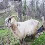 Capra_Cashmere