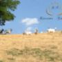 Caricato da visitatore il 06/08/2016 - capre cashmere