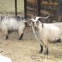 Caricato da visitatore il 06/08/2016 - cashmere italiano