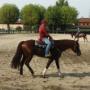 Monta Western