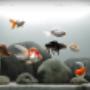 acquari con oranda