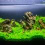 allestimento acquario tropicale dolce