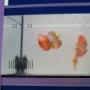discus