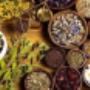 Tisane