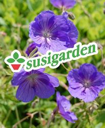 Susigarden