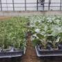 Caricato da visitatore il 17/11/2016 - salvia maxima in serra