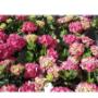 Fiori