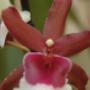 Orchidee
