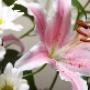 Fiori Freschi
