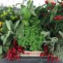 Erbe Aromatiche