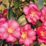 Fiori