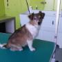 Toelettatura per Cani a Pieve al Toppo