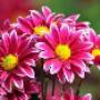 Fiori