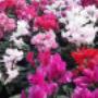 Fiori