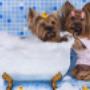 spa cani