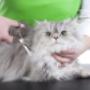toelettatura gatto