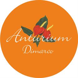 Fiorista Anturium