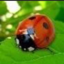 Archimede Sas