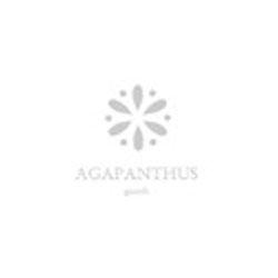 Agapanthus Gioielli