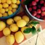 Frutta Fresca
