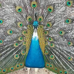 Bird Pet