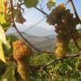Produzione Vini