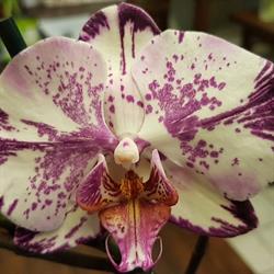 Fiorista "Alberto Fiori" di Pagani Alberto