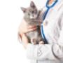 Gatti Studio Veterinario Boltri Dr. Stefano