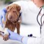 Cani Studio Veterinario Boltri Dr. Stefano