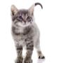 Gatto