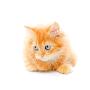 Gatto