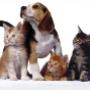 Animali Domestici
