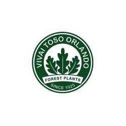 Vivai Toso Orlando