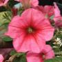 Fiore Rosa