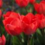 Tulipani