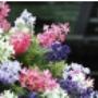 Fiori