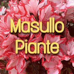Vivaio Masullo Piante