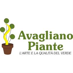 Vivaio Avagliano Piante