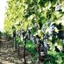 De Luca Cantine