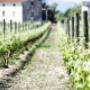 De Luca Cantine