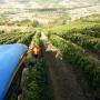 Verdura Rucci Mario Perito Agrario