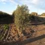Piante Rucci Mario Perito Agrario